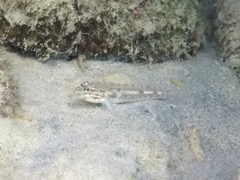 Bridled Goby (2